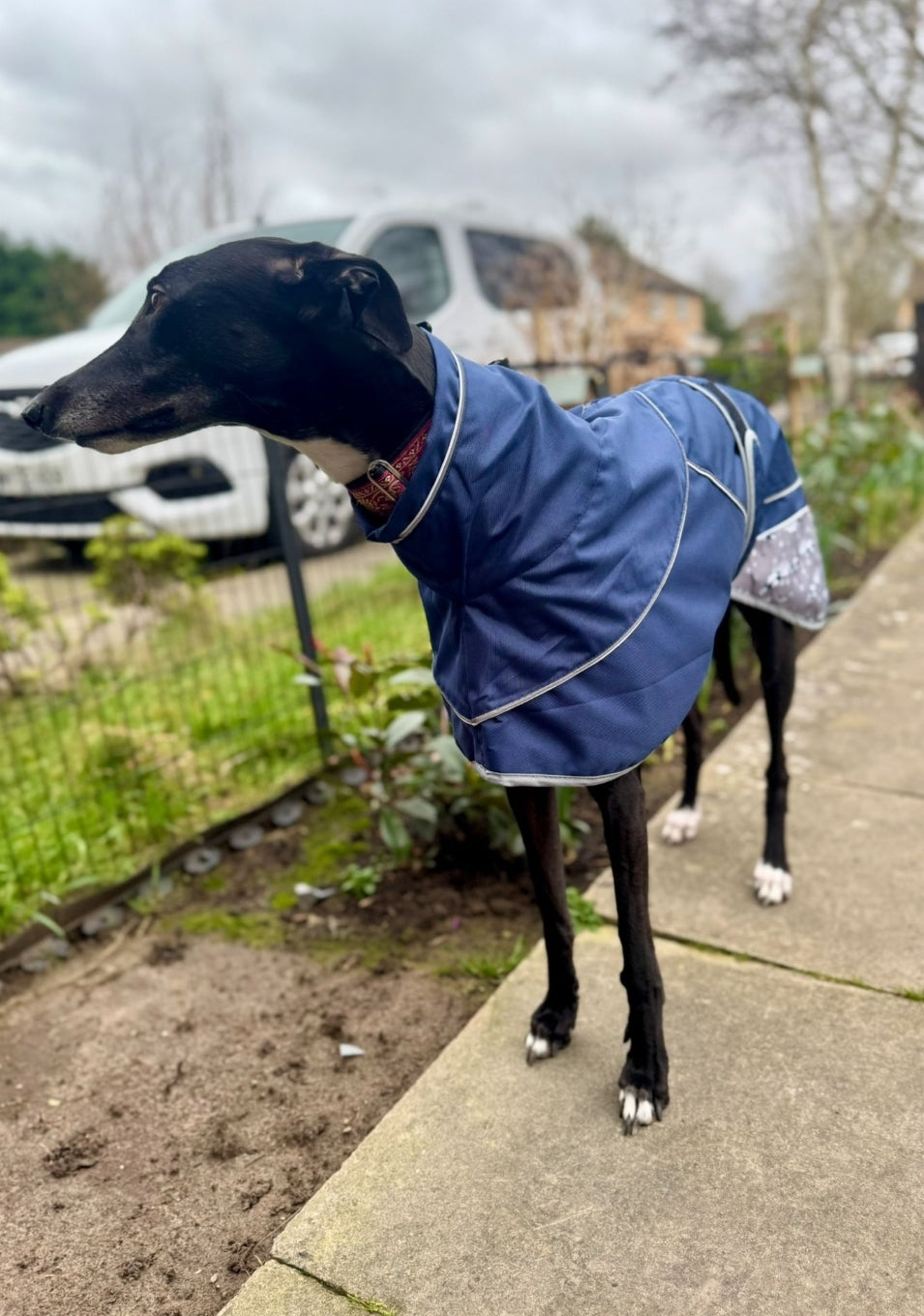 Navy Blue Umbrella Print Rain Mac for Greyhounds - the waterproof rain mac collection