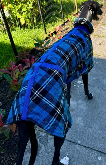 Blue/Black Checked Twill Coat & matching Martingale Collar for Greyhounds - the lighter layer collection