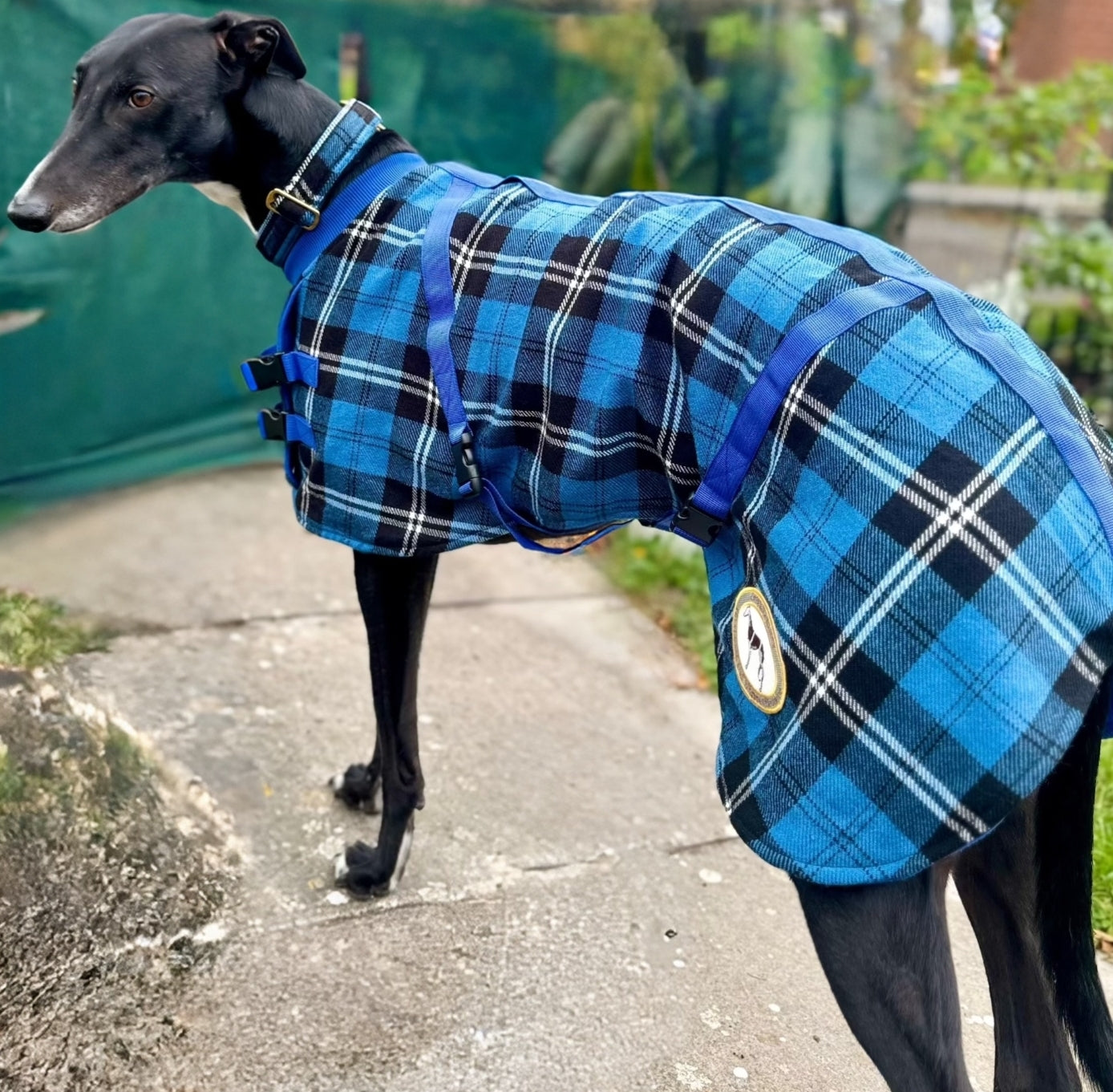 Blue/Black Checked Twill Coat & matching Martingale Collar for Greyhounds - the lighter layer collection